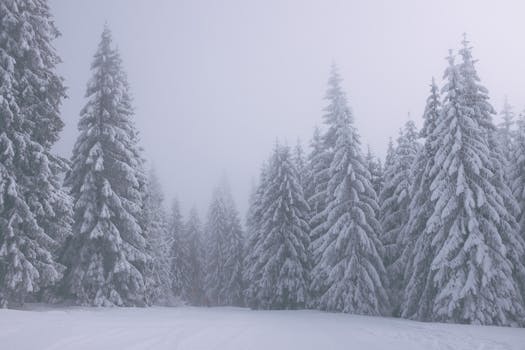 Discover the serene beauty of a snow-covered winter forest, perfect for tranquil moments.