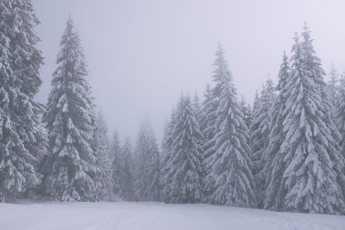 Coniferous trees covered with snow in woods on foggy day