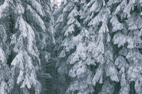 Arbres Luxuriants Avec Des Branches Enneigées Dans Les Bois