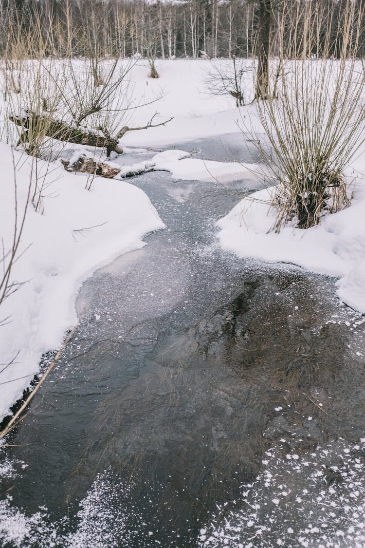 Frozen River In Woods With Leafless Trees In Winter