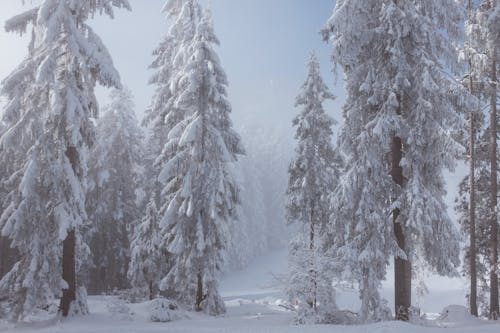 大霧天林間空地上的雪樹
