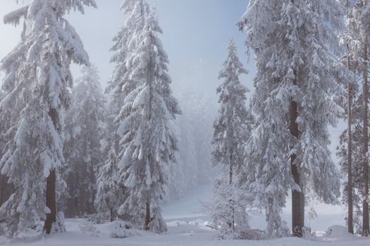 Spectacular view of overgrown trees covered with snow near white land in woods under misty sky