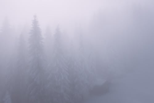 Snowy forest with high trees on foggy day