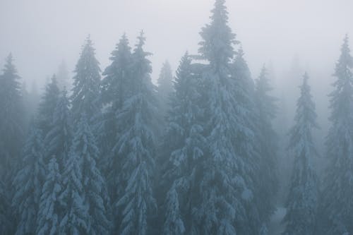 Scenery view of high fir trees covered with snow in forest under foggy sky in winter