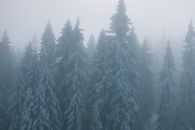 冬季雾天，森林中高冷杉积雪的风景