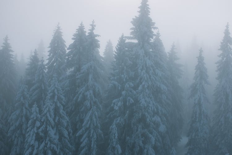 Snowy Trees In Misty Woods In Wintertime