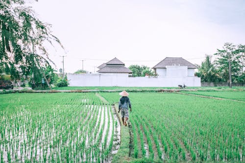 Unrecognizable ethnic farmer walking on path between rice plantations