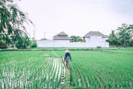 Unrecognizable ethnic farmer walking on path between rice plantations