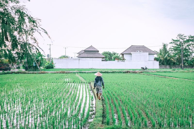 Petani berjalan di jalur ladang