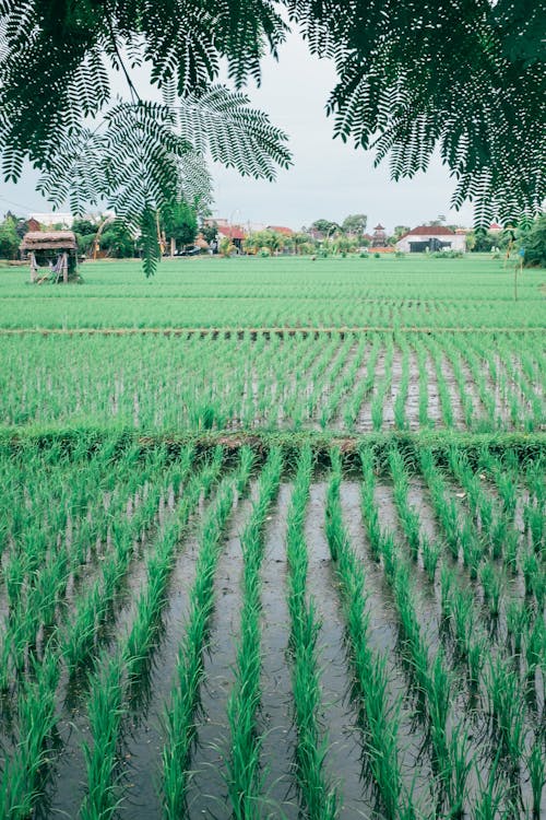 Green rice growing in rows in agricultural flooded field under branches of tropical plant