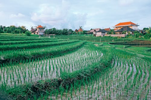 Plantation of Rice Growing on Field