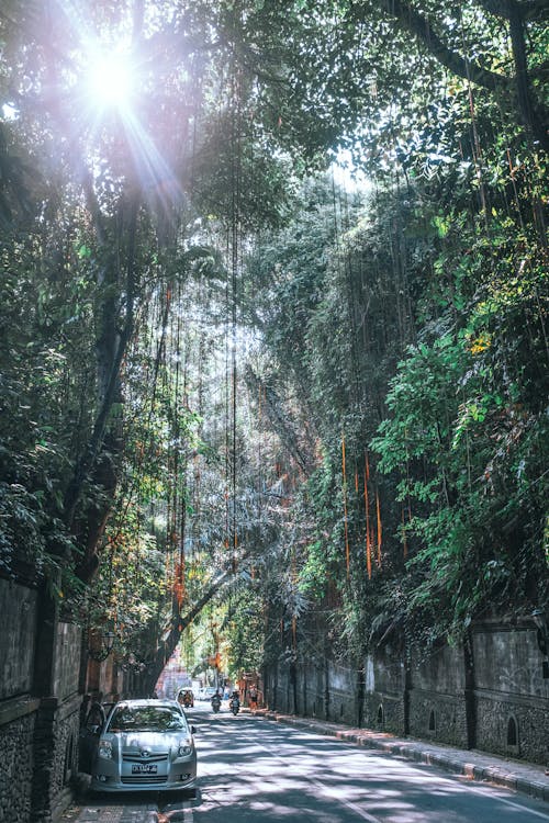 Narrow asphalt road between concrete walls with riding motorcycles under tropical lush trees with vines at sunshine