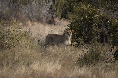 A Lioness Standing on a Grassy Field