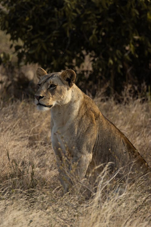 A Lioness Sitting on a Grassy Field