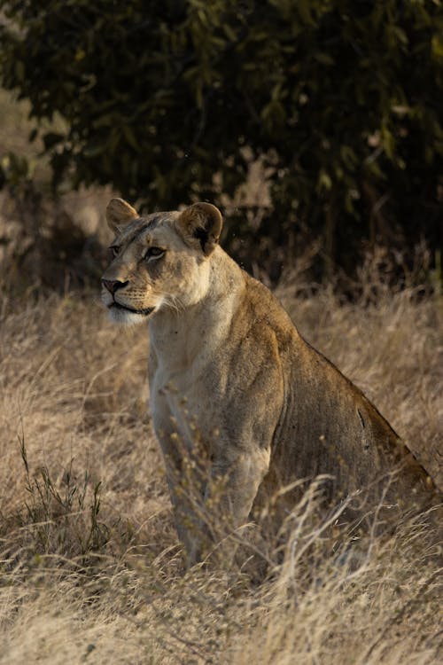 Photos gratuites de animal sauvage, carnivore, clairière