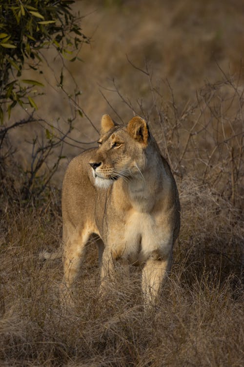 A Lioness Standing on a Grassy Field