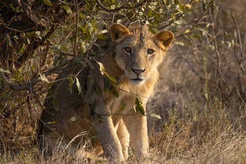 Close-Up Shot of a Lioness Sitting on a Grassy Field