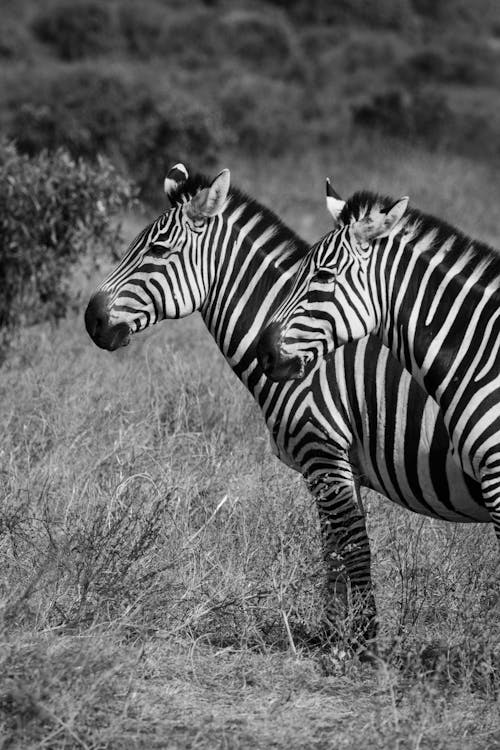 Grayscale Photo of Zebras on a Grassy Field