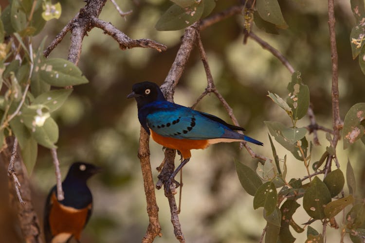 A Starling Bird Perched On A Branch