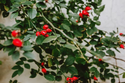 Free Red ripe berries on green branches of bush Stock Photo