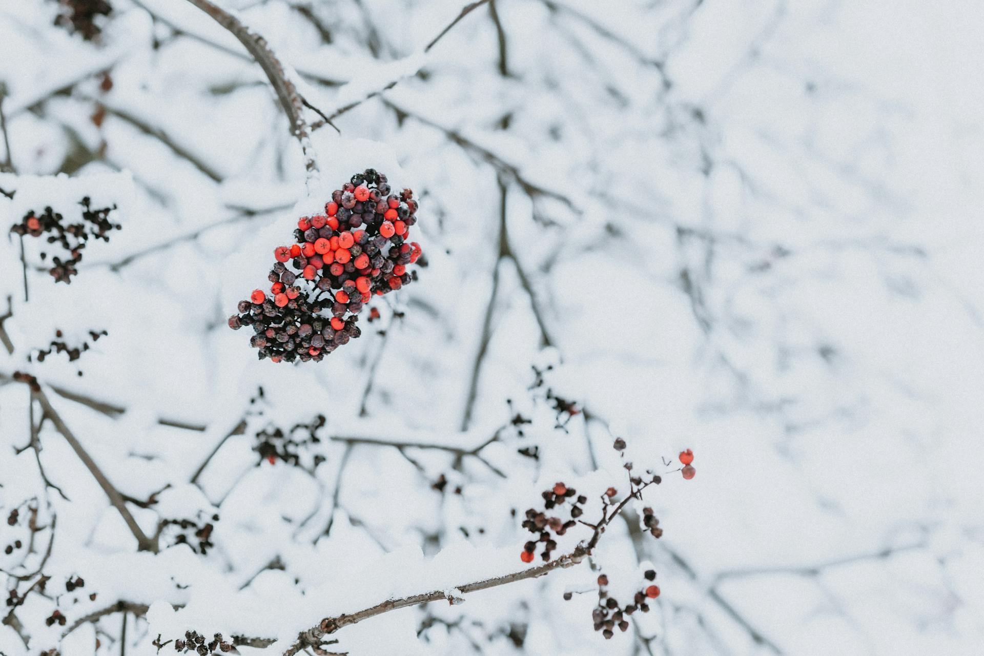 Bright red berries on branch of mountain ash covered with snow and frost growing in park in snowy winter day