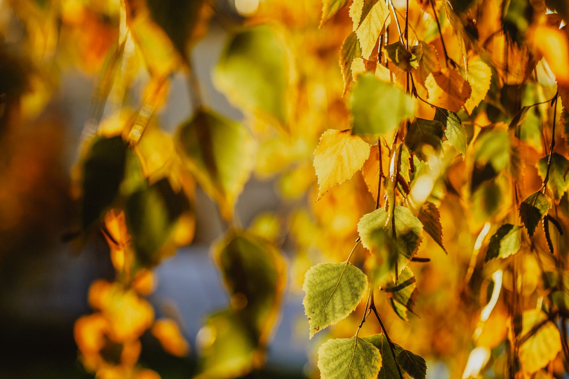 Golden autumn leaves creating a vibrant and peaceful scene in nature.