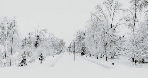 Scenery of leafless trees covered with snow and frost growing in park in cold winter