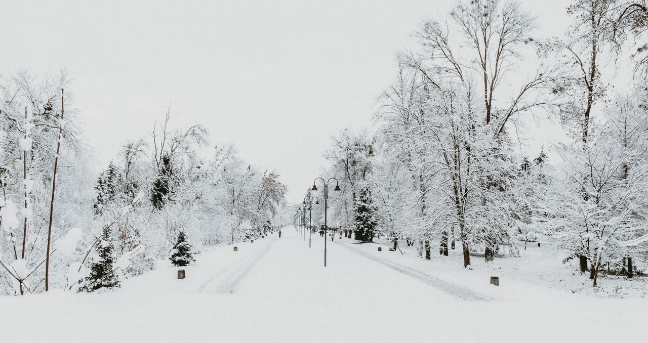 scenery of leafless trees covered with snow and frost growing in park