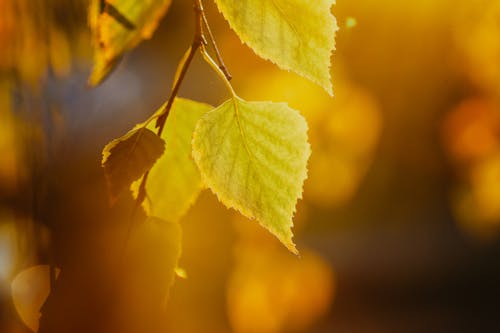 Yellow leaf of birch at bright sunlight