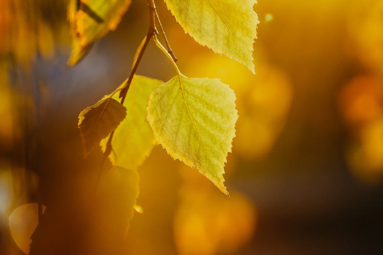 Yellow Leaf Of Birch At Bright Sunlight