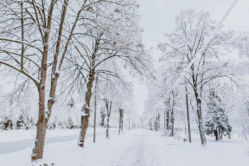 Free Low angle of leafless high trees covered with white snow growing along footpath in empty park Stock Photo