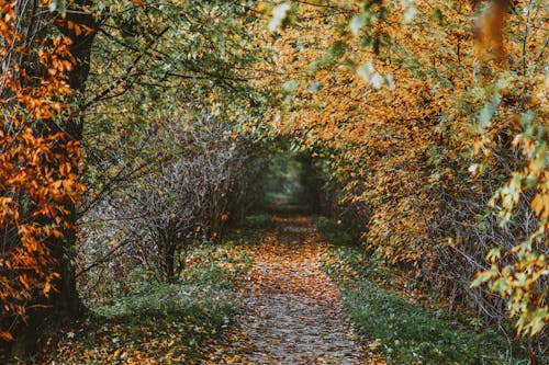 Path through autumn trees with dry leaves