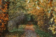 Path through autumn trees with dry leaves