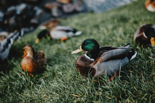 Male mallard duck on green grass