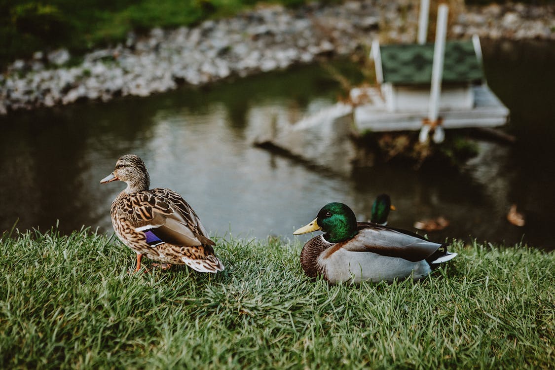 Free Drake and duck on grassy shore near lake Stock Photo