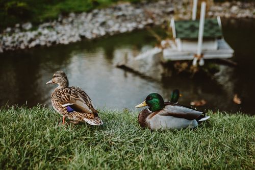 Free High angle of wild ducks on green grass near calm pond in park at daytime Stock Photo