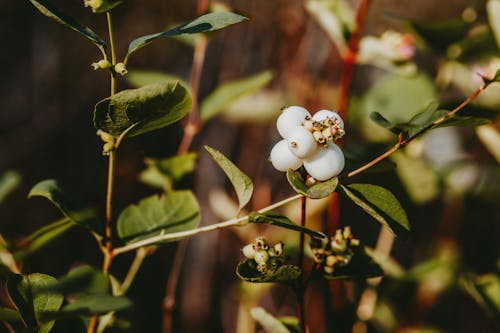 Branches of shrub with white berries