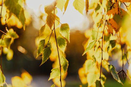 Free Bright sunshine lighting through branches of birch tree with yellow leaves in autumn day Stock Photo