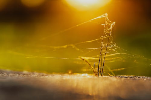 Základová fotografie zdarma na téma denní světlo, divočina, flóra