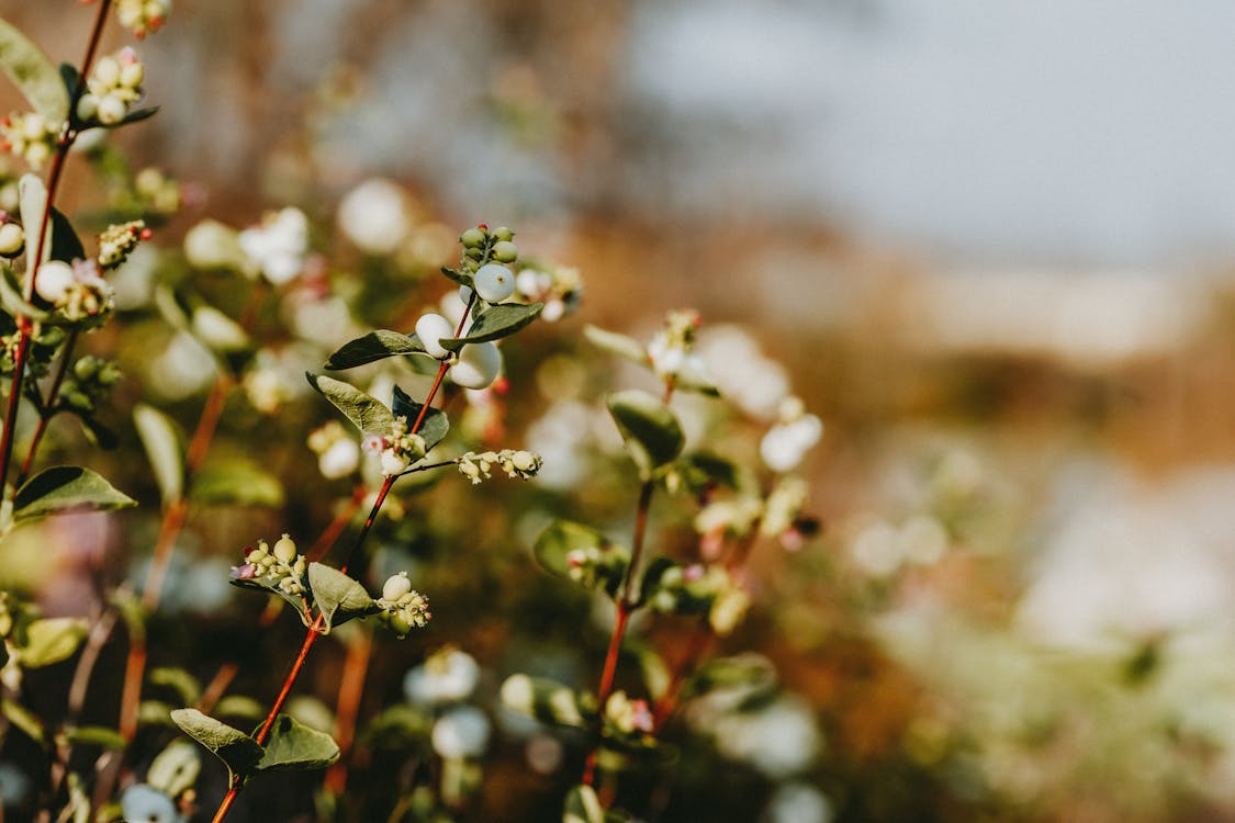 Branches of shrub with small leaves and berries