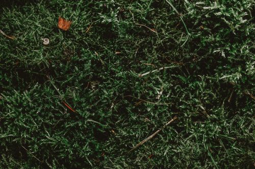 Free Top view of textured background of mollusc on lush green plants with curved stems and leaves in daytime Stock Photo