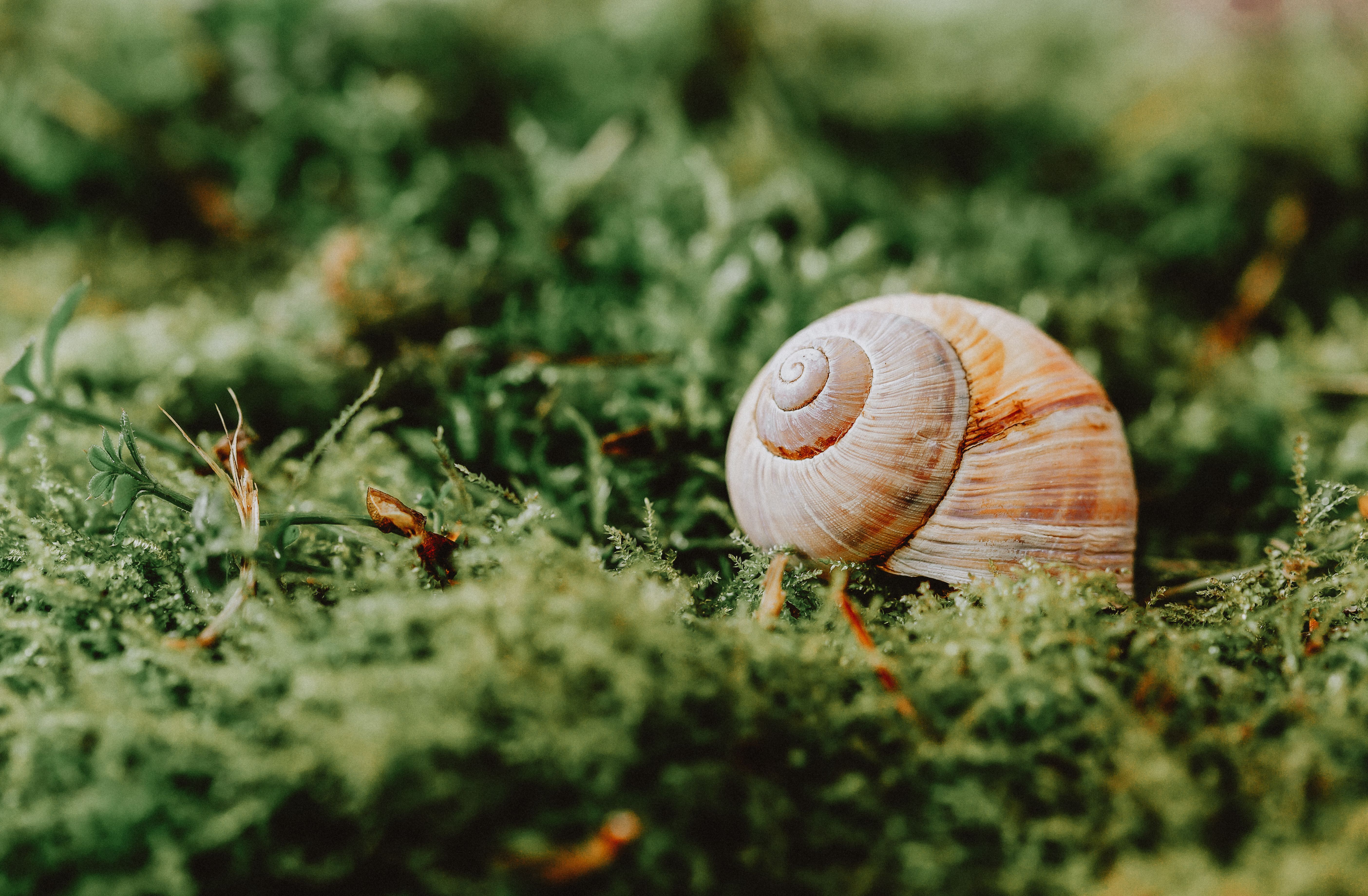 Ground level of mollusk with striped shell on lush green foliage in daytime on blurred background