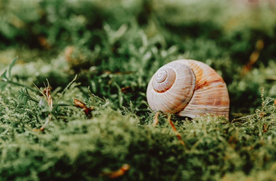 Ground level of mollusk with striped shell on lush green foliage in daytime on blurred background