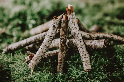 Pile of cut wood on plant foliage