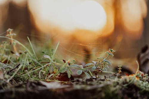 Free Spider web on plants with small leaves and thin stalks on lawn at sundown on blurred background Stock Photo