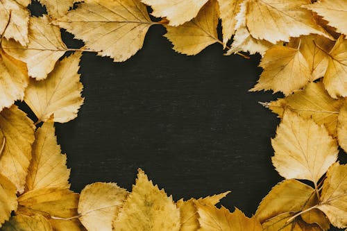 Brown Leaves on Black Background
