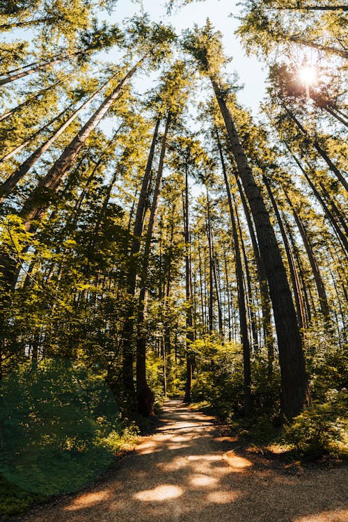 Ücretsiz açık hava, ağaç, ağaç gövdesi içeren Ücretsiz stok fotoğraf Stok Fotoğraflar