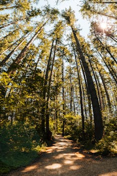 Bright sun shining through green branches of coniferous trees growing along footpath in forest