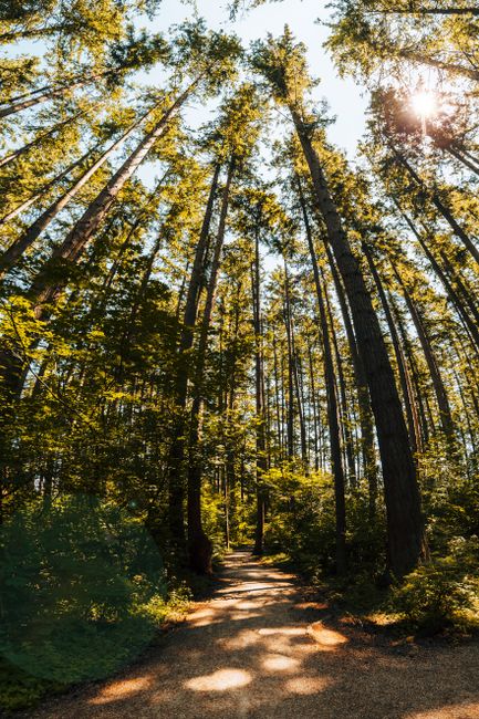 Bright sun shining through green branches of coniferous trees growing along footpath in forest