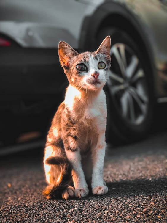 Close-up Photo of a Tabby Cat 